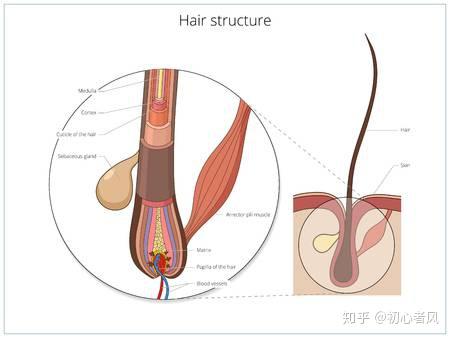 脱毛常见问题与回复 知乎