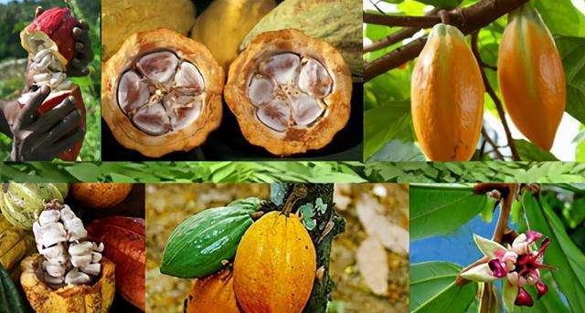 世界三大饮料植物之一：可可 - 知乎