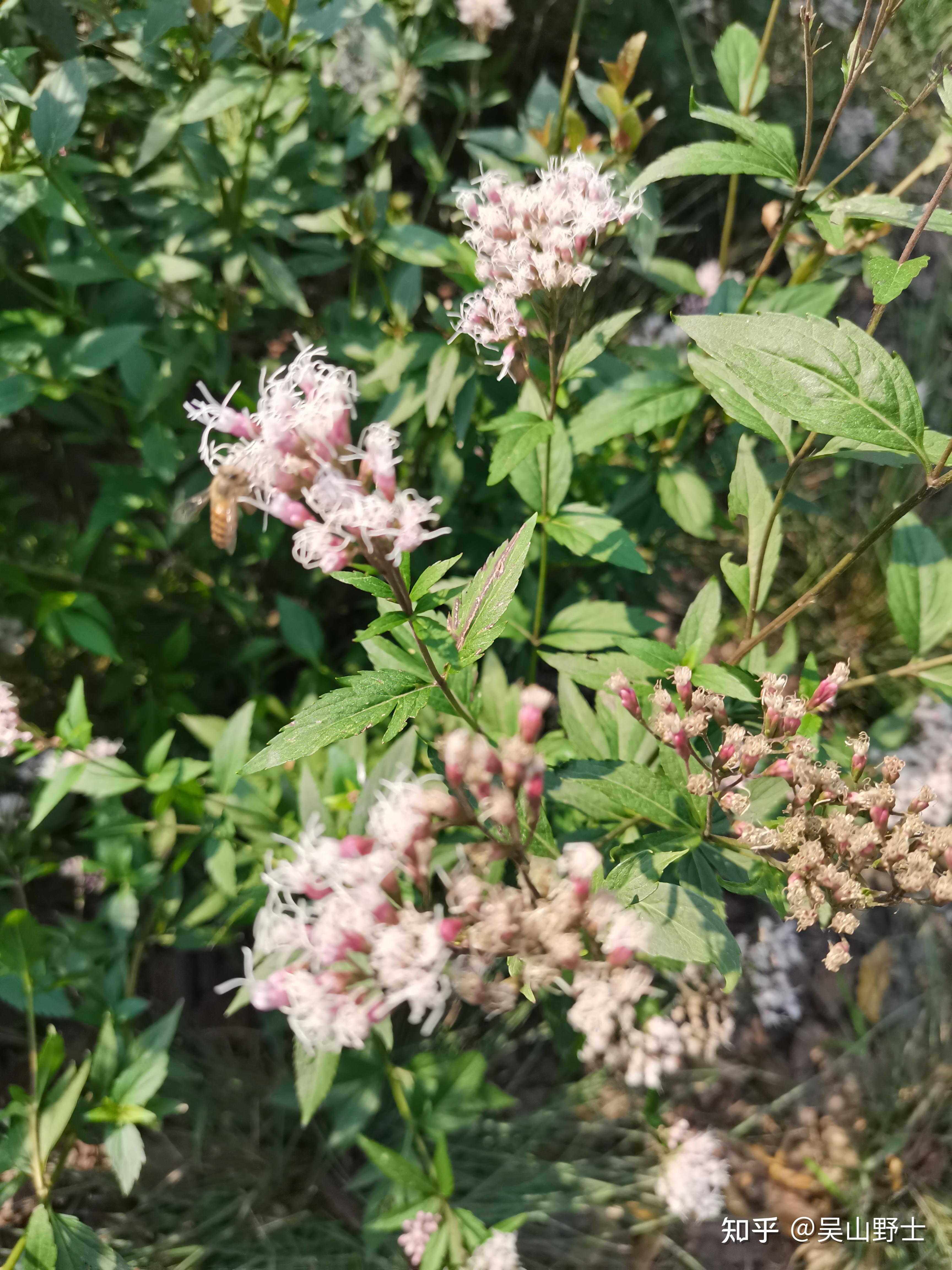 七绝佩兰平水韵