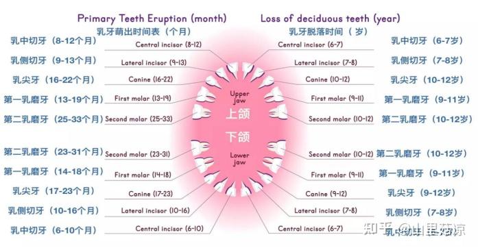 牙齒總是要換的就會白花錢