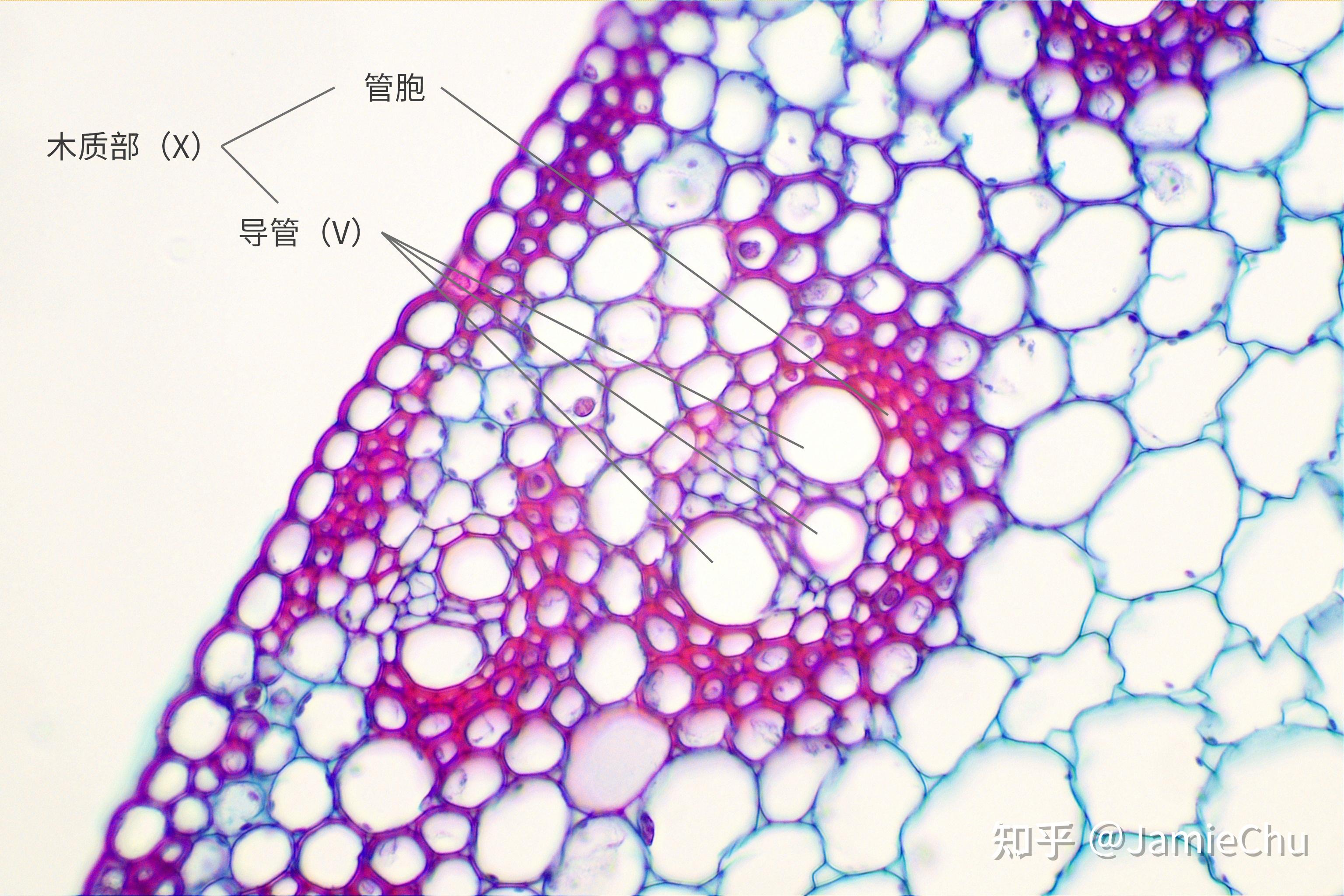 棉花根横切面结构图图片