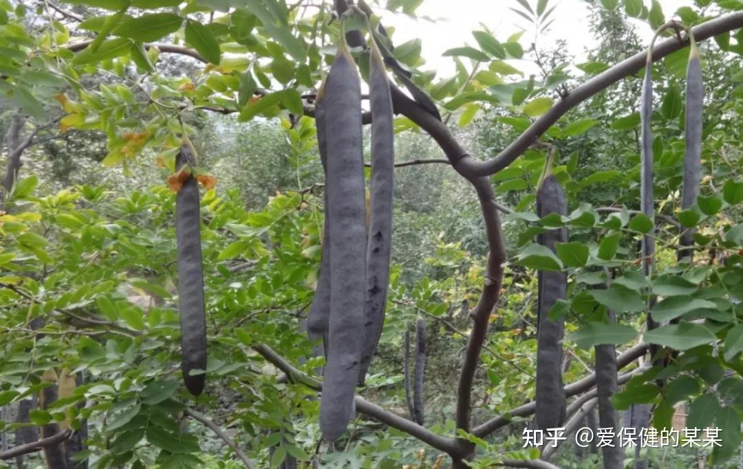 性状鉴别:功效:祛顽痰,通窍开闭,祛风杀虫.性味归经:辛,咸,温.有小毒.