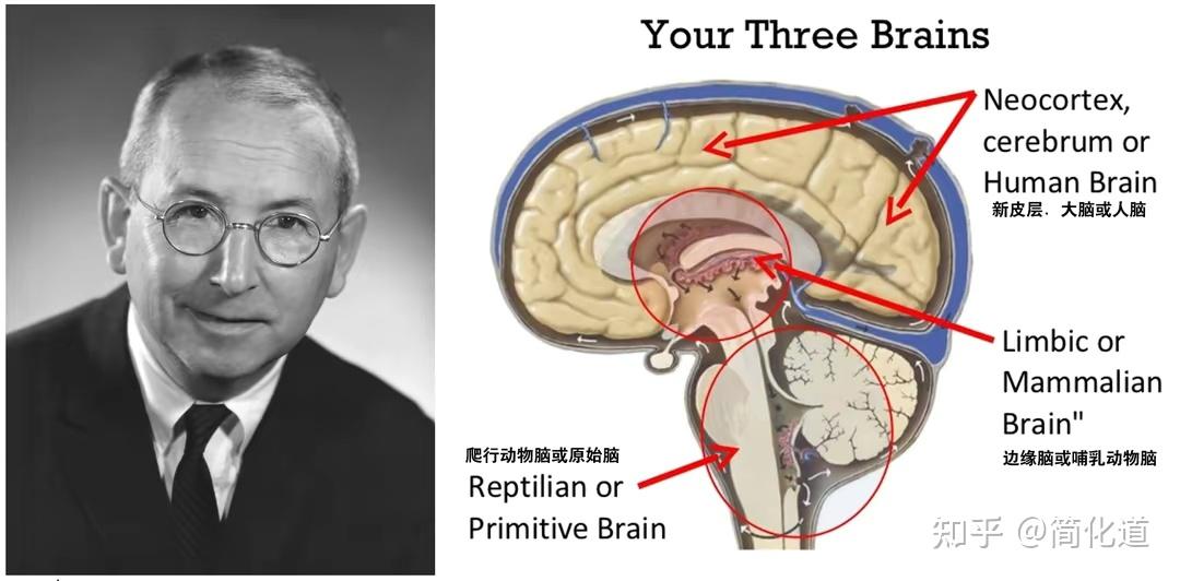 三位一体脑图片