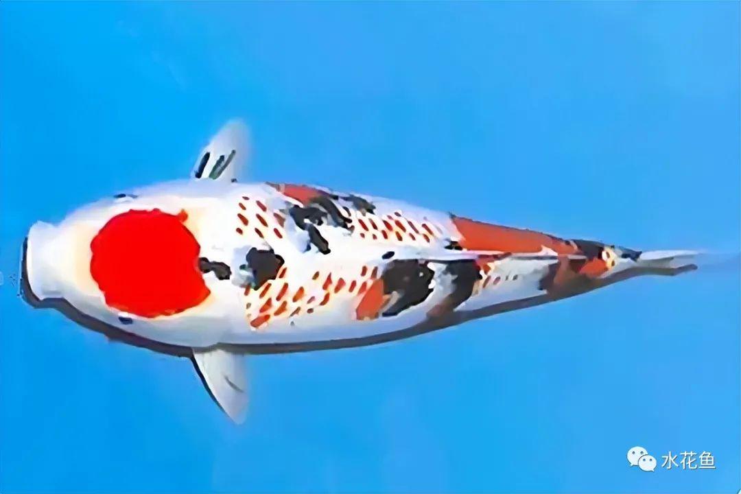 水生生物图文欣赏(15):锦鲤八大类七十六种_观赏鱼类_西南渔业网 水花