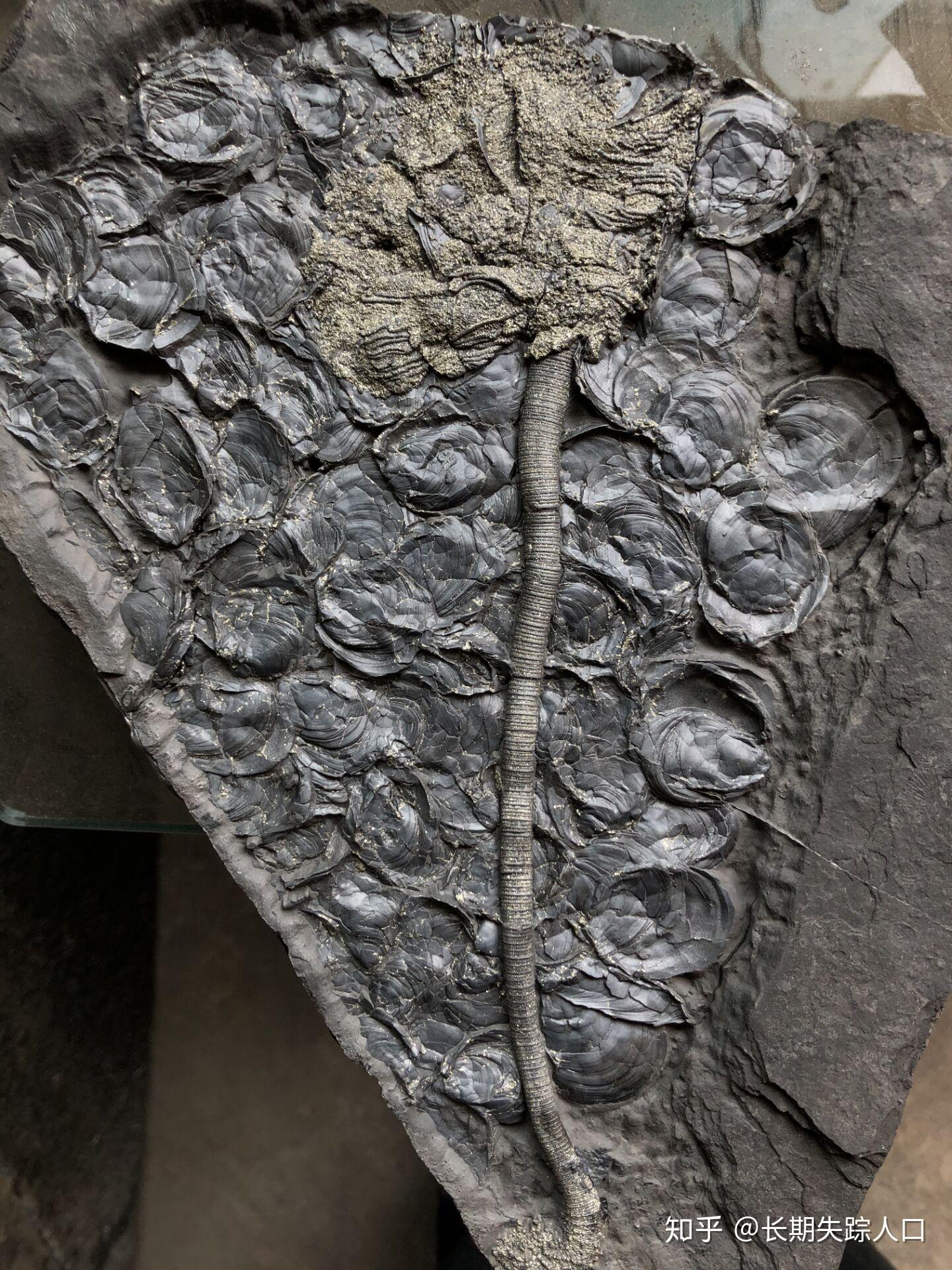 海百合化石介绍图片