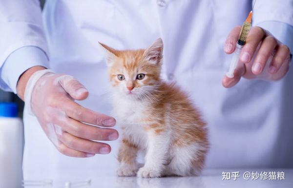 猫咪疫苗买来自己打！但怎么分辨真假妙三多-最详细鉴定方法在这里！ (猫咪疫苗买来要打几针)