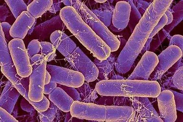 肠道微生物群为治疗乳糜泻提供了新的前景