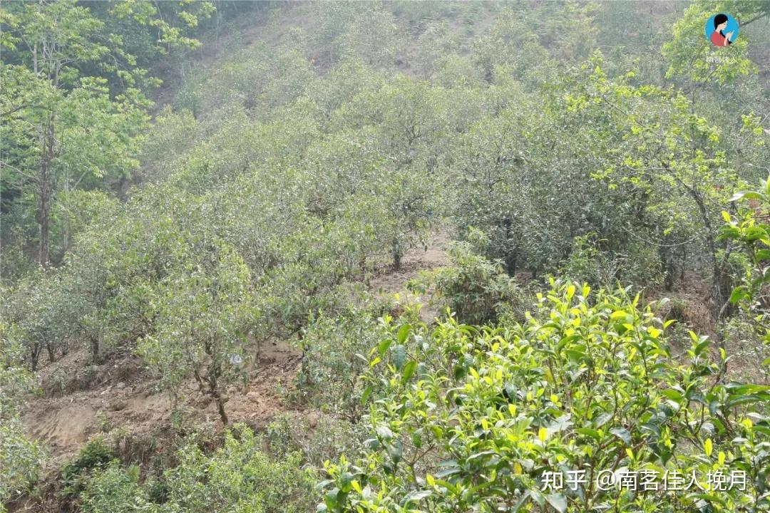 茶山图集 | 冰岛糯伍,五寨中高性价比的实力派