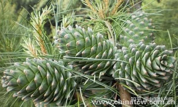 东北红松子的那些事 - 知乎