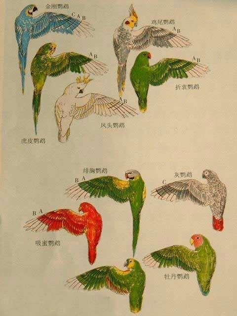 剪鹦鹉的翅膀是好还是坏