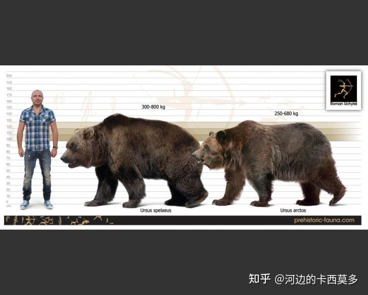 洞熊:走开!洞穴归我!