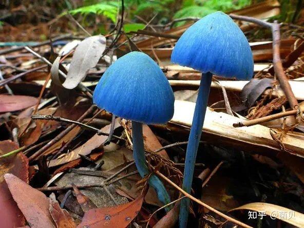 每天认识一种菇，今天我们认识青绿湿伞 - 知乎