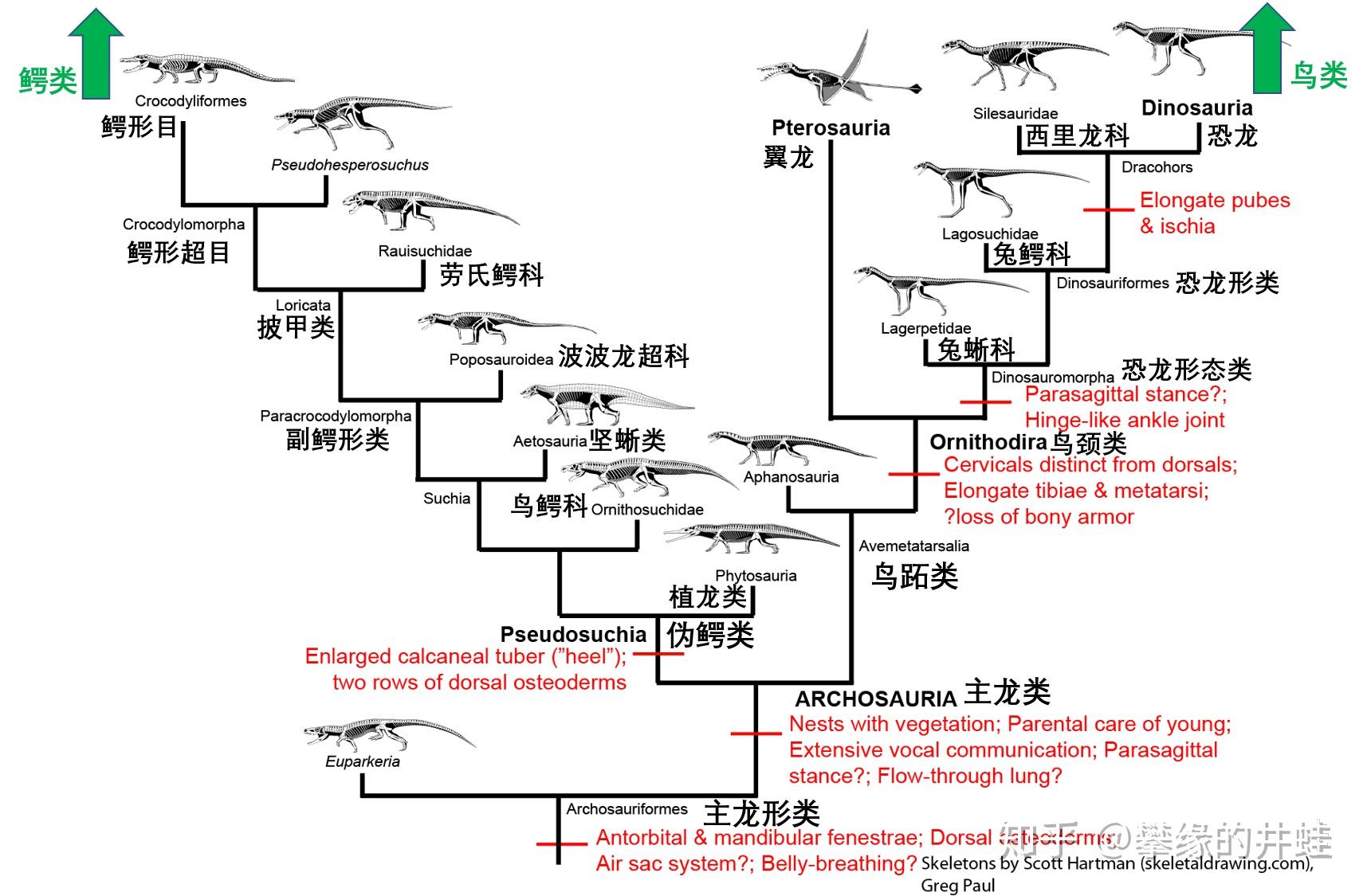 正如前面列举的,许多蜥形纲类群都在早中三叠世向着半水栖和水栖发展