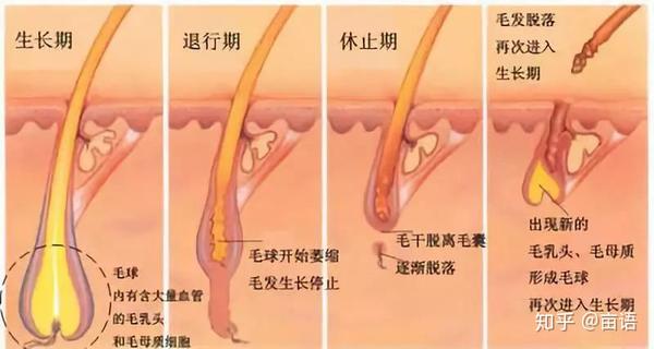 头发太长会和身体抢营养吗