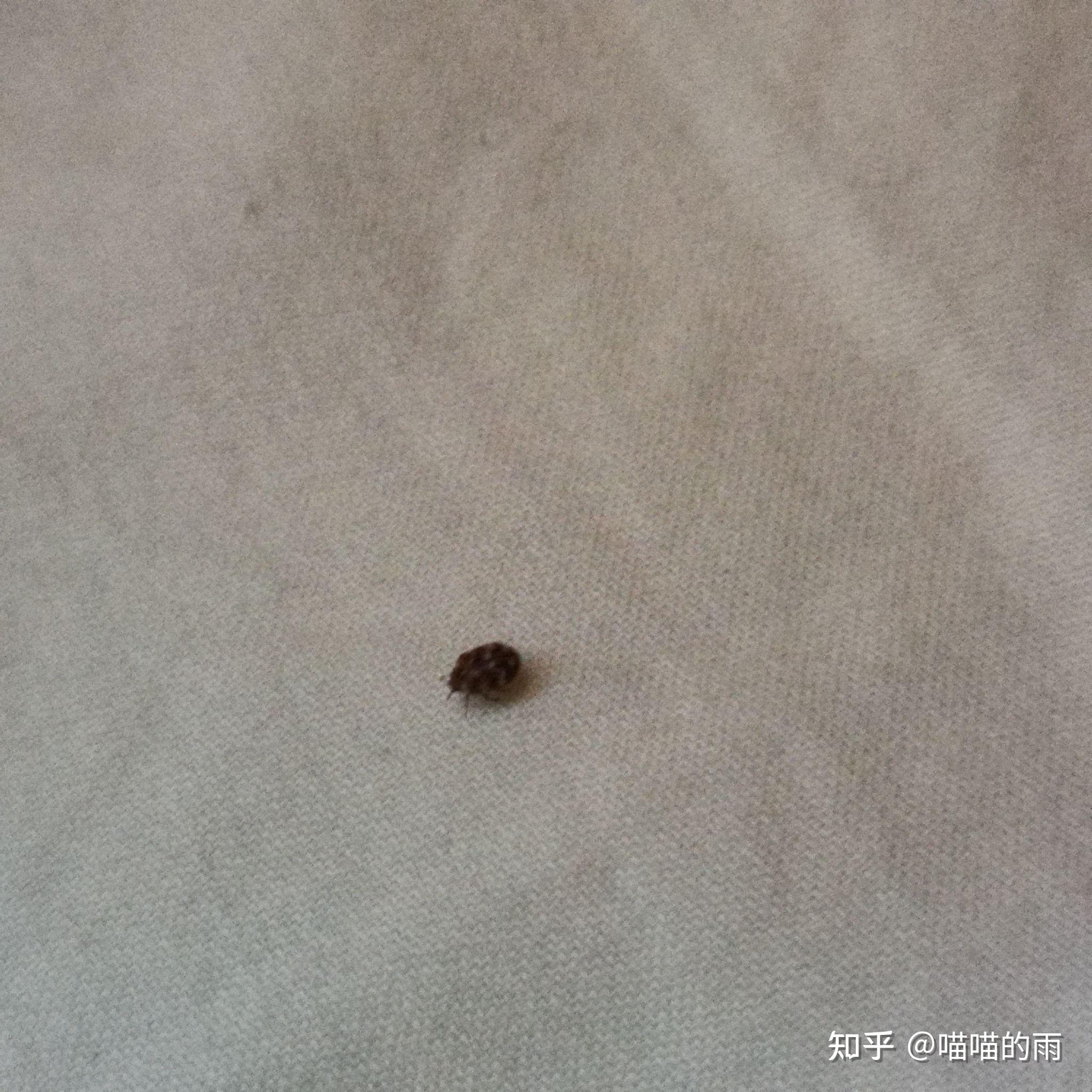 默认最新bella喜欢秋天蜱虫?柚子好吃姐妹,我把被子扔
