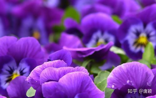 紫罗兰 友谊之花 天长地久 知乎