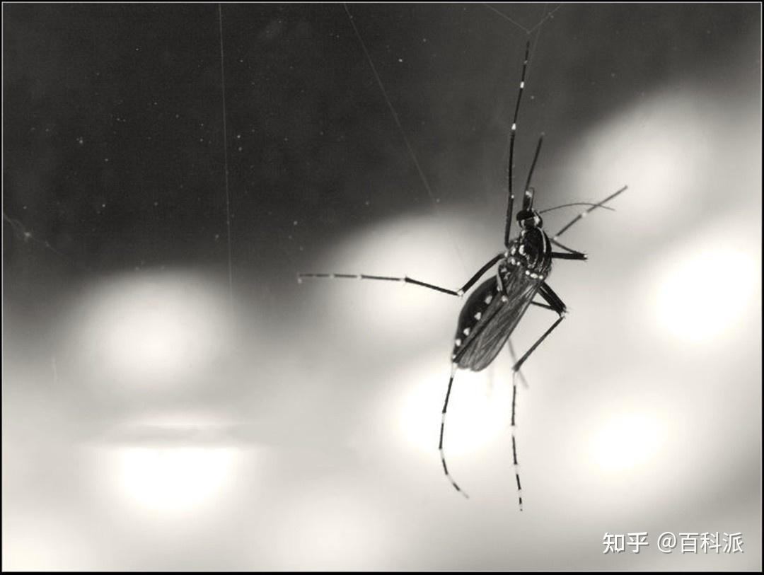 花脚蚊子——登革热的罪恶之源