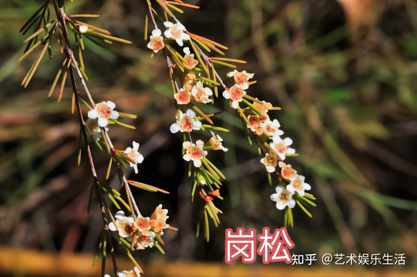 桃金娘科植物有哪些 - 知乎