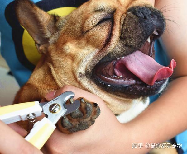 盘点养狗时的6大“误区”，你犯过几个？ - 知乎