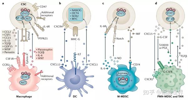 Nat Rev 癌症干细胞 免疫细胞相互作用与肿瘤进展关系 知乎