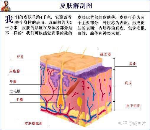 护肤品保养型_功效型和保养型护肤品_如何护肤保养脸部肌肤