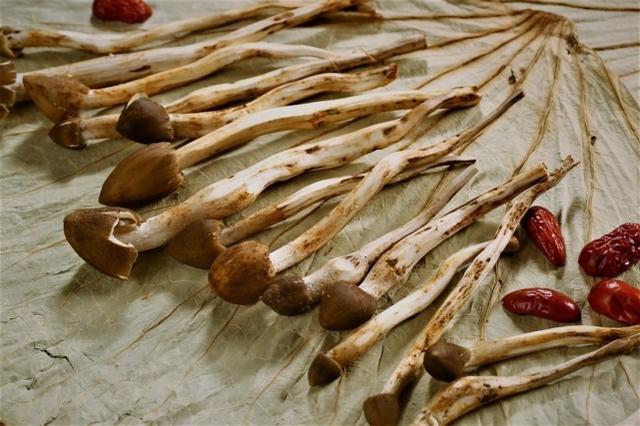 被称为“岭南菌王”，白蚁窝边的荔枝菌，一斤卖400元，凭什么？ - 知乎