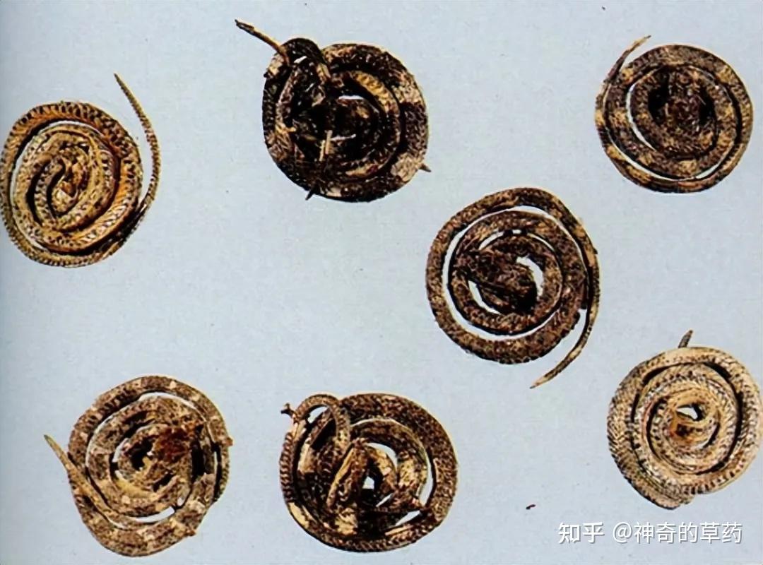 中药材:金钱白花蛇