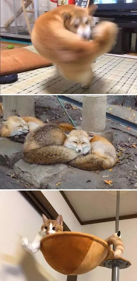 还记得右勾拳柴犬吗没错这些肌肉兄贵出游戏了