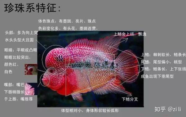 简单图文教程 区分金花和珍珠罗汉鱼 金花罗汉鱼品种图解 城发网