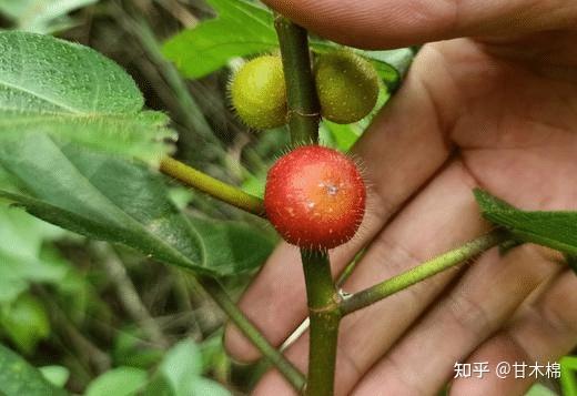 兒時的你吃過哪些野果?來看看以下70種野果你認識幾種 - 知乎