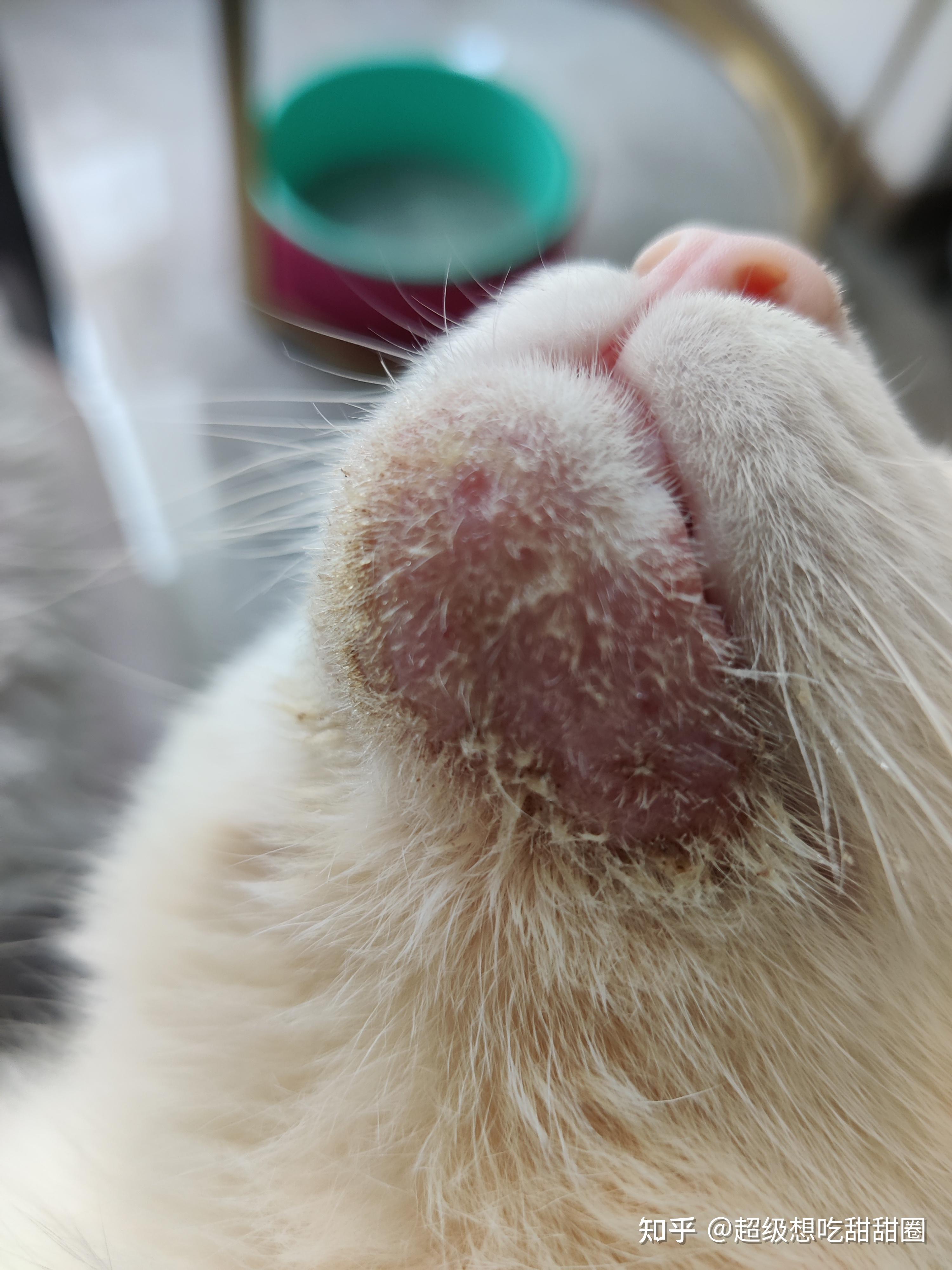 猫咪马尾病油尾巴/黑下巴治疗