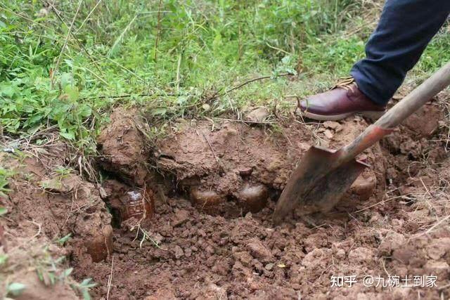 男子挖10年前埋地下的酒"过年"?千万别喝,否则"过世"!