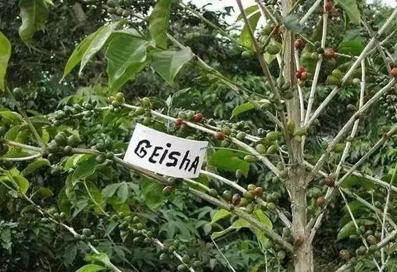 爱客咖啡培训什么是瑰夏