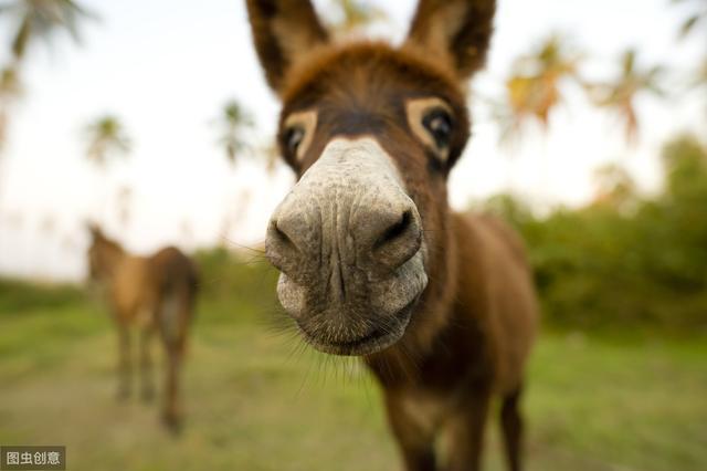 驴唇不对狗嘴 - 知乎