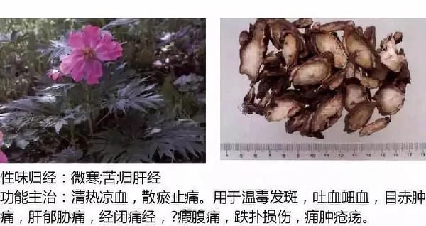 500余种中草药图  第84张