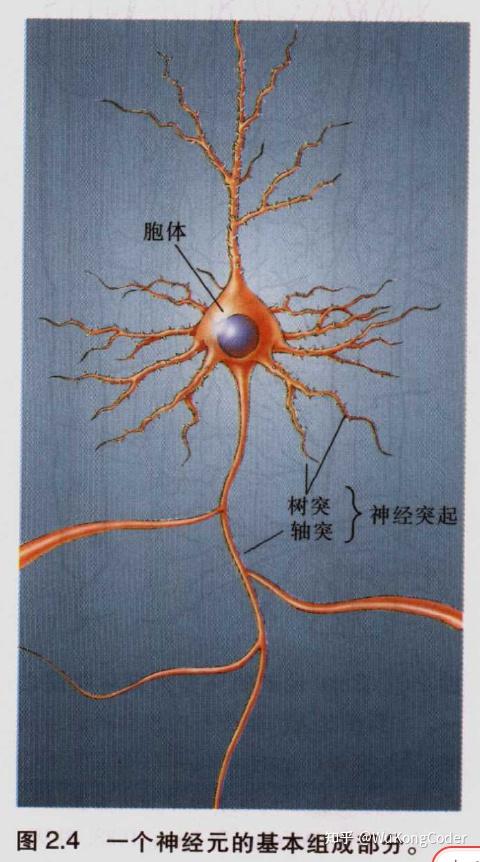 神经科学探索脑第二章神经元和神经胶质细胞