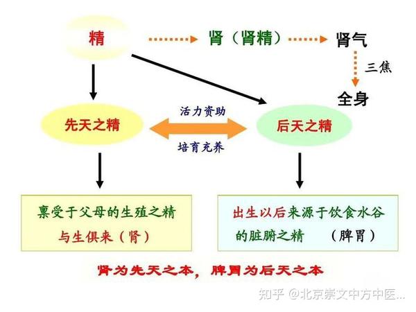 肾强万事旺 ,“肾精”不足百事衰——肾精的重要性! - 知乎