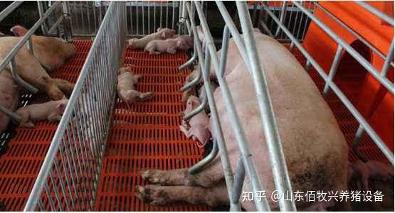 哪种栏舍更适合中小型猪场?猪场猪栏大全,应用范围以及优缺点详解 - 知乎