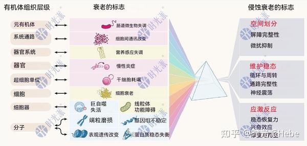 Cell重磅：衰老教科书大改写！12个权威衰老标识发布，新增3个！ - 知乎