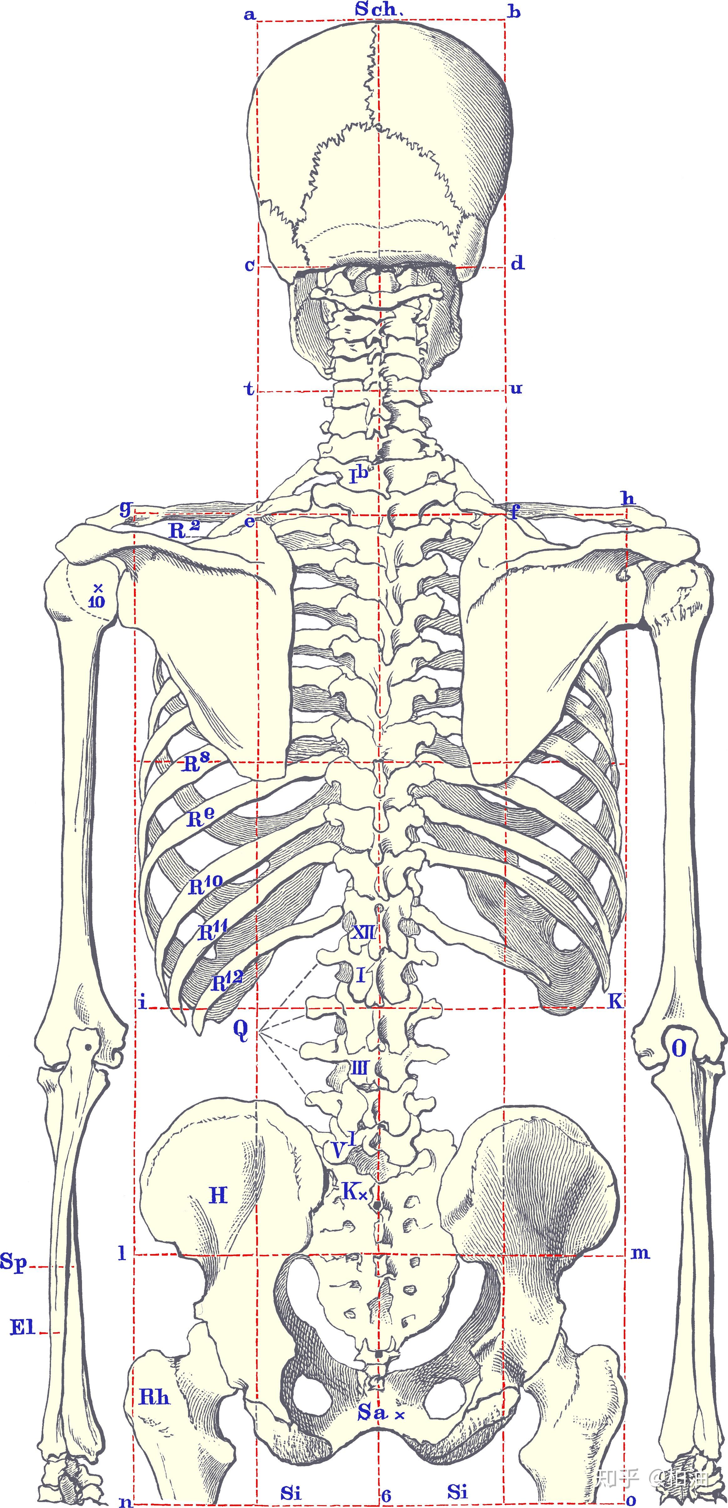 右肩胛骨位置图片图片