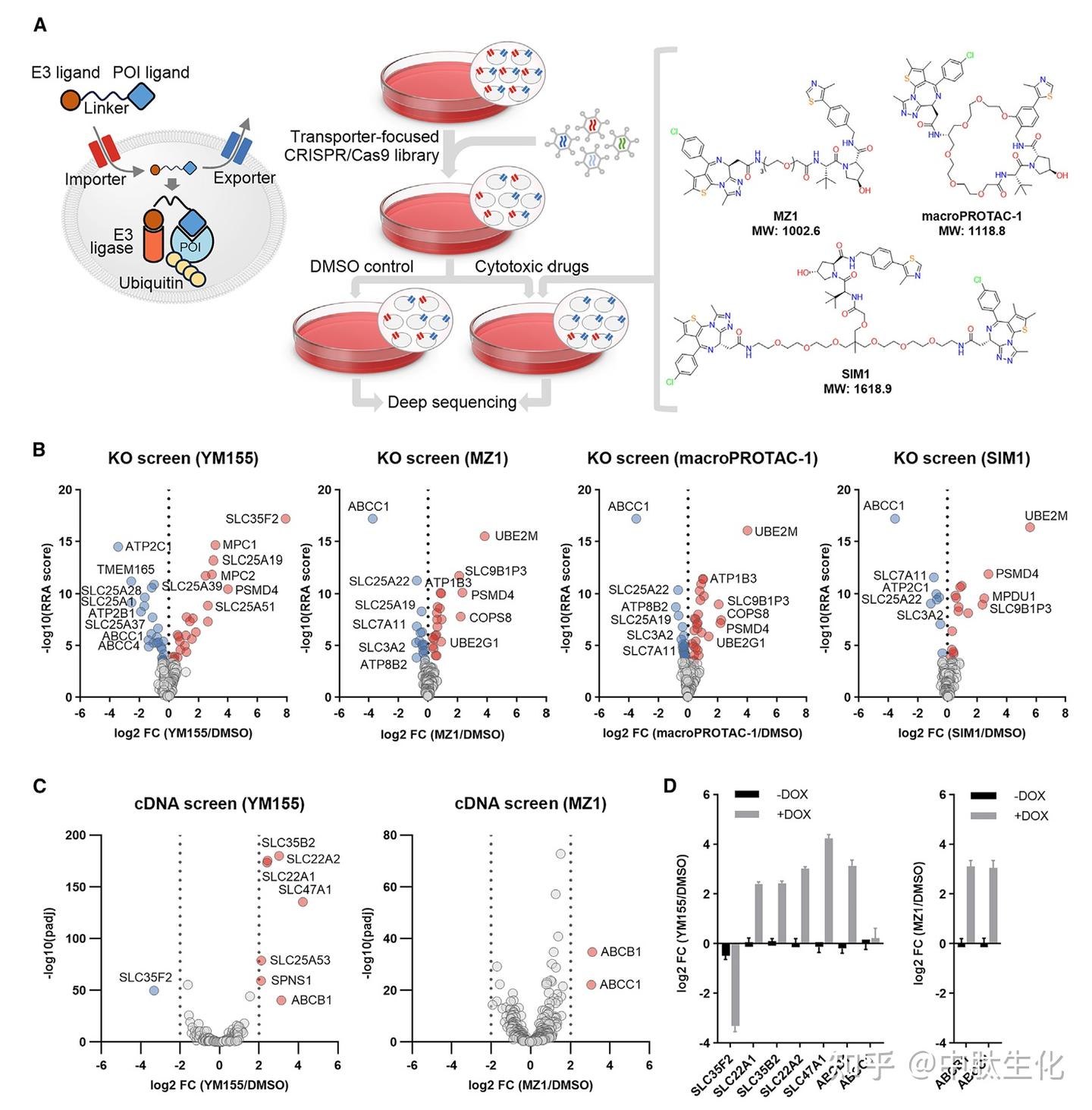 Cell Chem Biol重大发现！ABCC1竟成癌细胞抵抗PROTAC治疗的关键“屏障” - 知乎