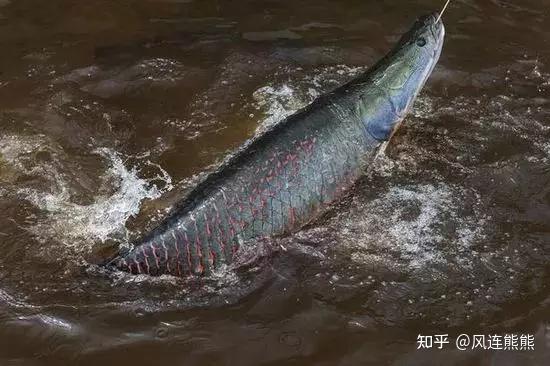 (520)丨巨骨舌鱼 - 知乎