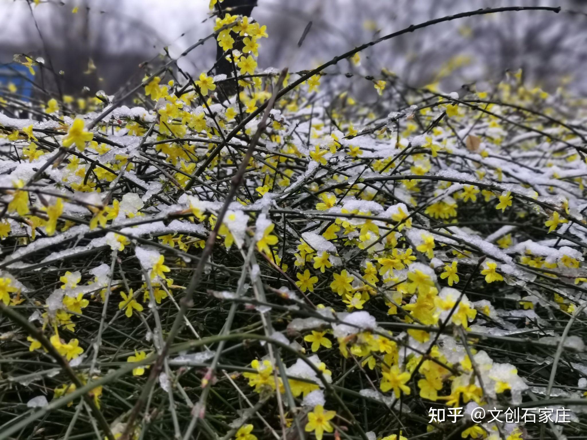 竹林墨客石家莊新照片之迎春花上的雪花