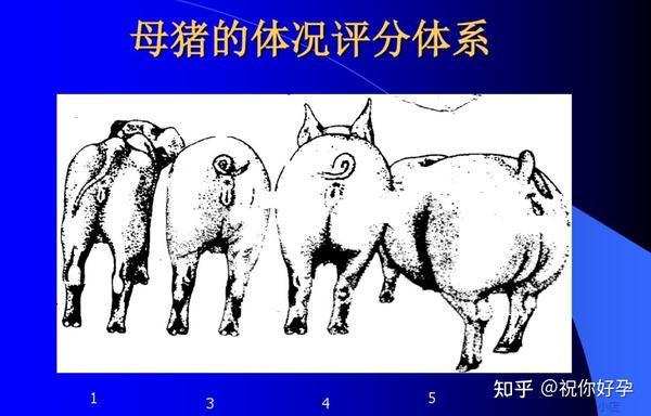 妊娠母猪的饲养管理 - 知乎