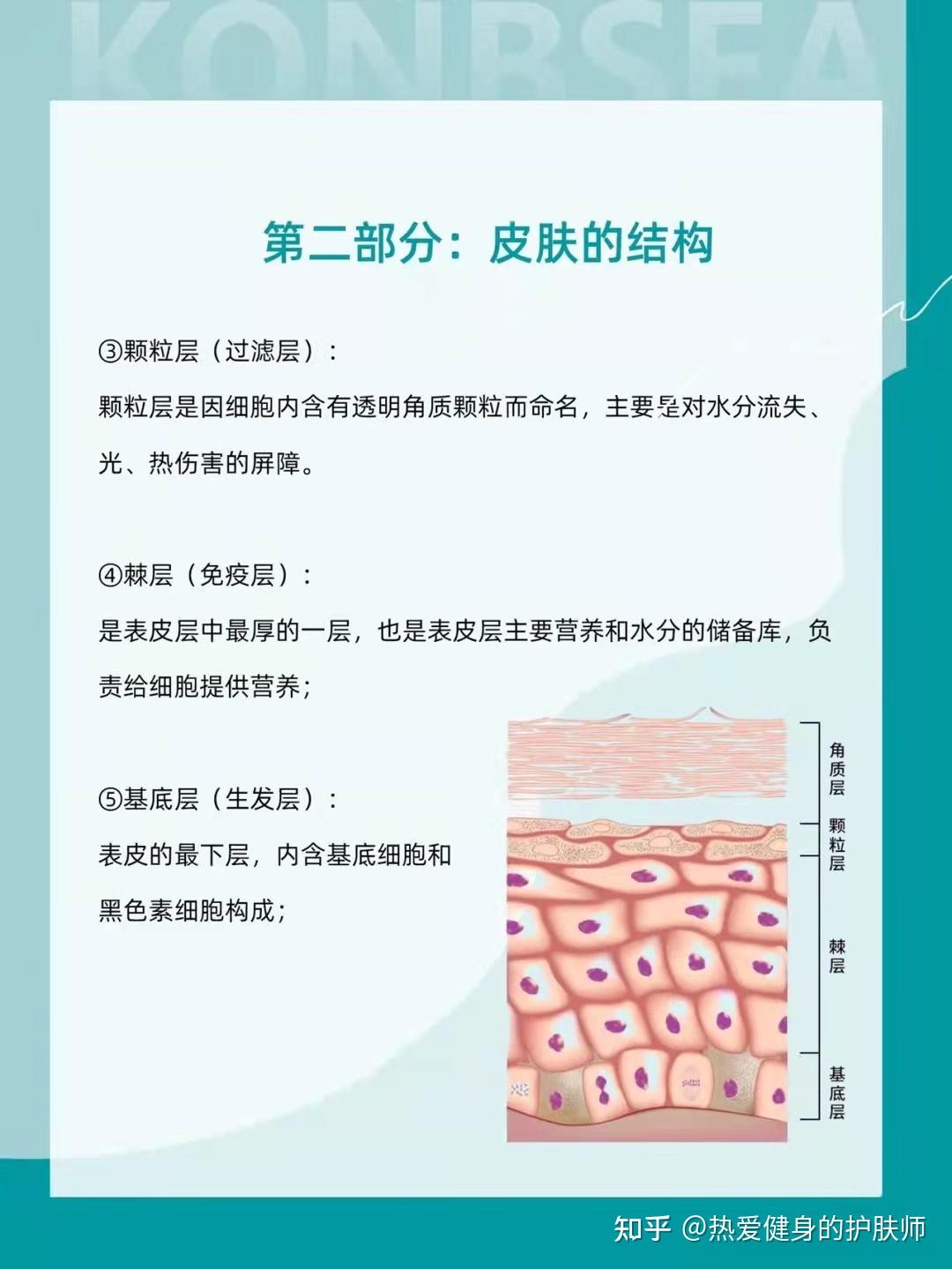 第一集 认识皮肤（了解皮肤结构） - 知乎