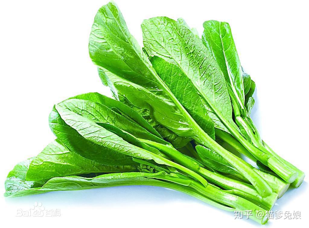 兔子可食用蔬菜总结77搭配建议广东菜心