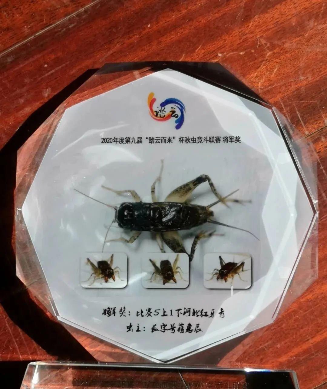 蟋蟀分享:红牙青,干老细糯全占