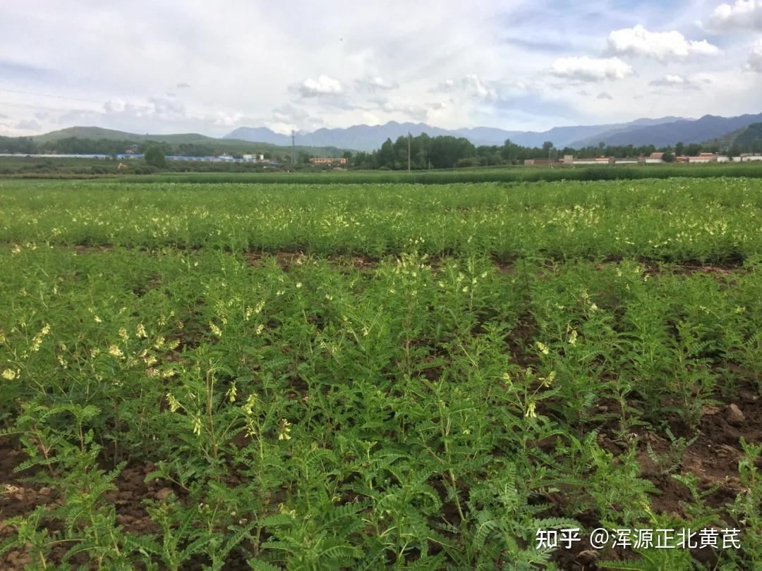 从内蒙,陕北引种内蒙黄芪,由于当地气候条件适宜,生长期短,黄芪种植