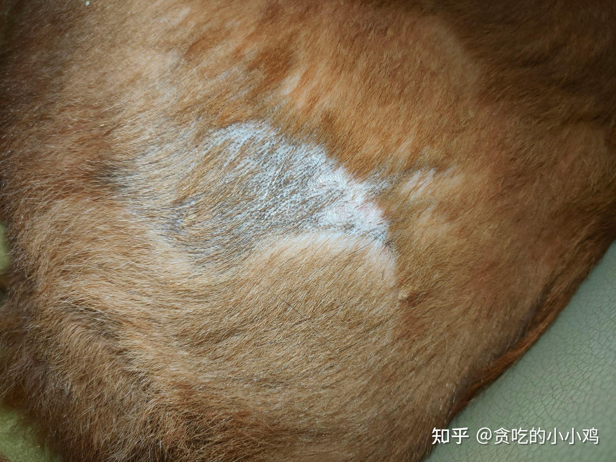 2. 犬的冠状病毒病-新编犬猫疾病诊疗图谱-图片