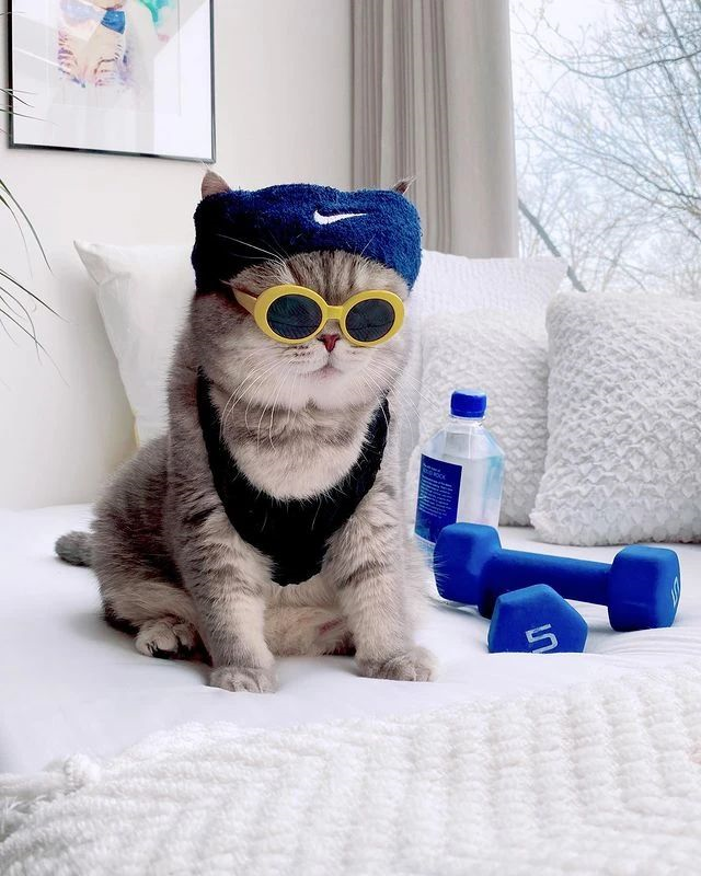 全世界最时尚的猫又飒又酷潮出圈网友喵界吴亦凡